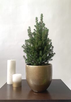 Christmas Tree Miniature Spruce 'Picea Glauca' 15cm Pot, 2 of 2