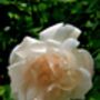Climbing Rose 'Madame Alfred Carriere' Bare Rooted, thumbnail 2 of 4