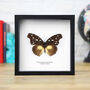Variable Diadem Insect Bug Moth Butterfly Box Frame Entomology Taxidermy Interior Design Modern Home Decor Wall Hanging Gift Ornament, thumbnail 1 of 3