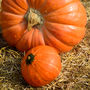 Eco Grow Your Own Giant Pumpkin Kit, thumbnail 1 of 2