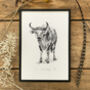 B Is For Banteng Illustration Print, thumbnail 1 of 6