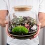 Diy Terrarium Kit With Plants | 'Malaga', thumbnail 1 of 12