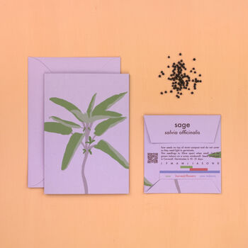 Illustrated Botanical Card With Sage Seeds, 2 of 5