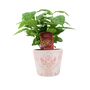 Coffee Arabica – Indoor Coffee Plant For Home And Office 12cm Pot, thumbnail 3 of 4