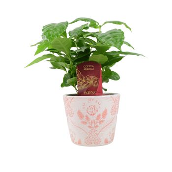 Coffee Arabica – Indoor Coffee Plant For Home And Office 12cm Pot, 3 of 4