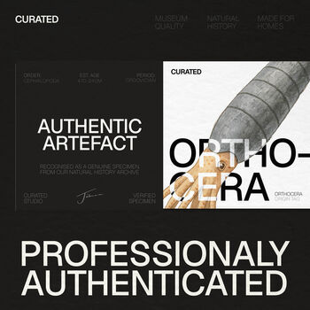 Orthocera Authentic Fossil Deep Box Wall Hanging Frame, 3 of 4