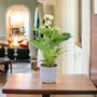 White Anthurium Plant Elegant Flamingo Flower Houseplant, thumbnail 7 of 7