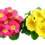 Primrose 'Candy Mix' Six X Full Plant Pack, thumbnail 6 of 6