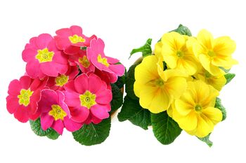 Primrose 'Candy Mix' Six X Full Plant Pack, 6 of 6