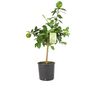 Citrus Lime Tree In Bucket, thumbnail 4 of 5