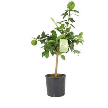 Citrus Lime Tree In Bucket, 4 of 5