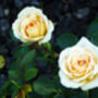 Rose Eileen, Personalised Rose Gift, thumbnail 2 of 2