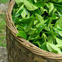 Grow Your Own Tea Plant, thumbnail 1 of 3