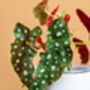 Begonia Maculata 'Polka Dot' Houseplant, thumbnail 3 of 5