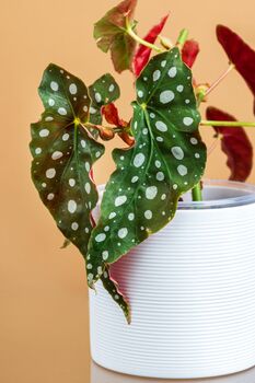 Begonia Maculata 'Polka Dot' Houseplant, 3 of 5