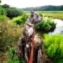 Personalised Brown Leather Dog Collar, thumbnail 4 of 8