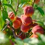 Nectarine Tree 'Humboldt', thumbnail 4 of 11