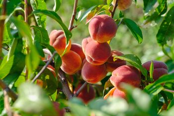 Nectarine Tree 'Humboldt', 4 of 11