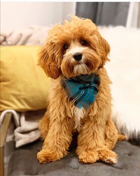 Frayed Buffalo Blue Plaid Dog Bandana Scamps, 2 of 3