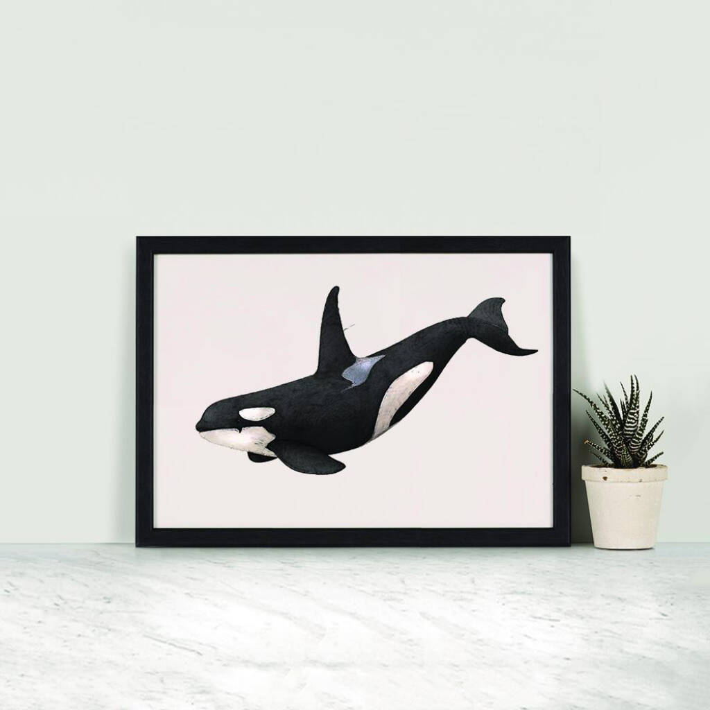 Orca Print Giclée Art Print By Ben Rothery Illustrator