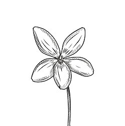Black and white flower head line art