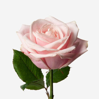 Pink Sweet Avalanche Rose Fresh Bouquet, 5 of 6