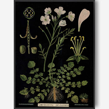 Cardamine, Canvas Wall Art, 6 of 7