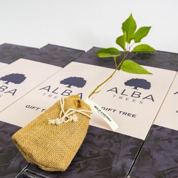 Wild Cherry 'The Tree Of Good Fortune' Gift, 6 of 6