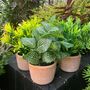 Set Of Three Artificial Plants In Terracotta Pots, thumbnail 1 of 3