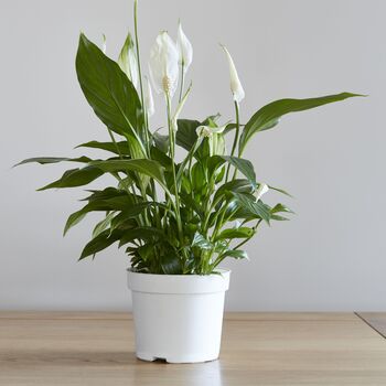 Houseplant Spathiphyllum 'Peace Lily' Three X 13cm Pots, 4 of 5