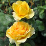 Rose Plant Floribunda 'Mountbatten' Bare Rooted Plant, thumbnail 3 of 4