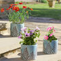 Set Of Three Ceramic Fern Plant Pots, thumbnail 1 of 8
