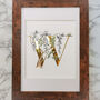 W Is For Wisteria Illuminated Botanical Print, thumbnail 4 of 6