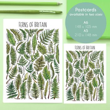 Ferns Of Britain Watercolour Postcard, 3 of 9