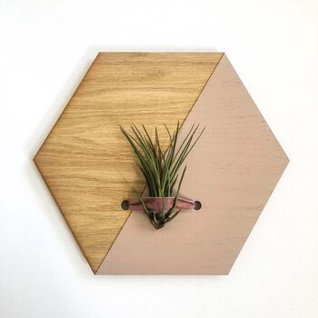 Indoor Wall Hanging Planter, Air Plants Display, 3 of 11