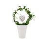 Love Hedera Ivy Hoop In White Pot – Evergreen Gift Plant, thumbnail 2 of 2