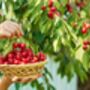 Cherry Tree, 'Summit', thumbnail 2 of 12