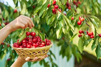 Cherry Tree, 'Summit', 2 of 12