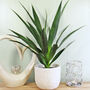 Artificial Yucca Tree Faux Indoor House Plants, thumbnail 4 of 4