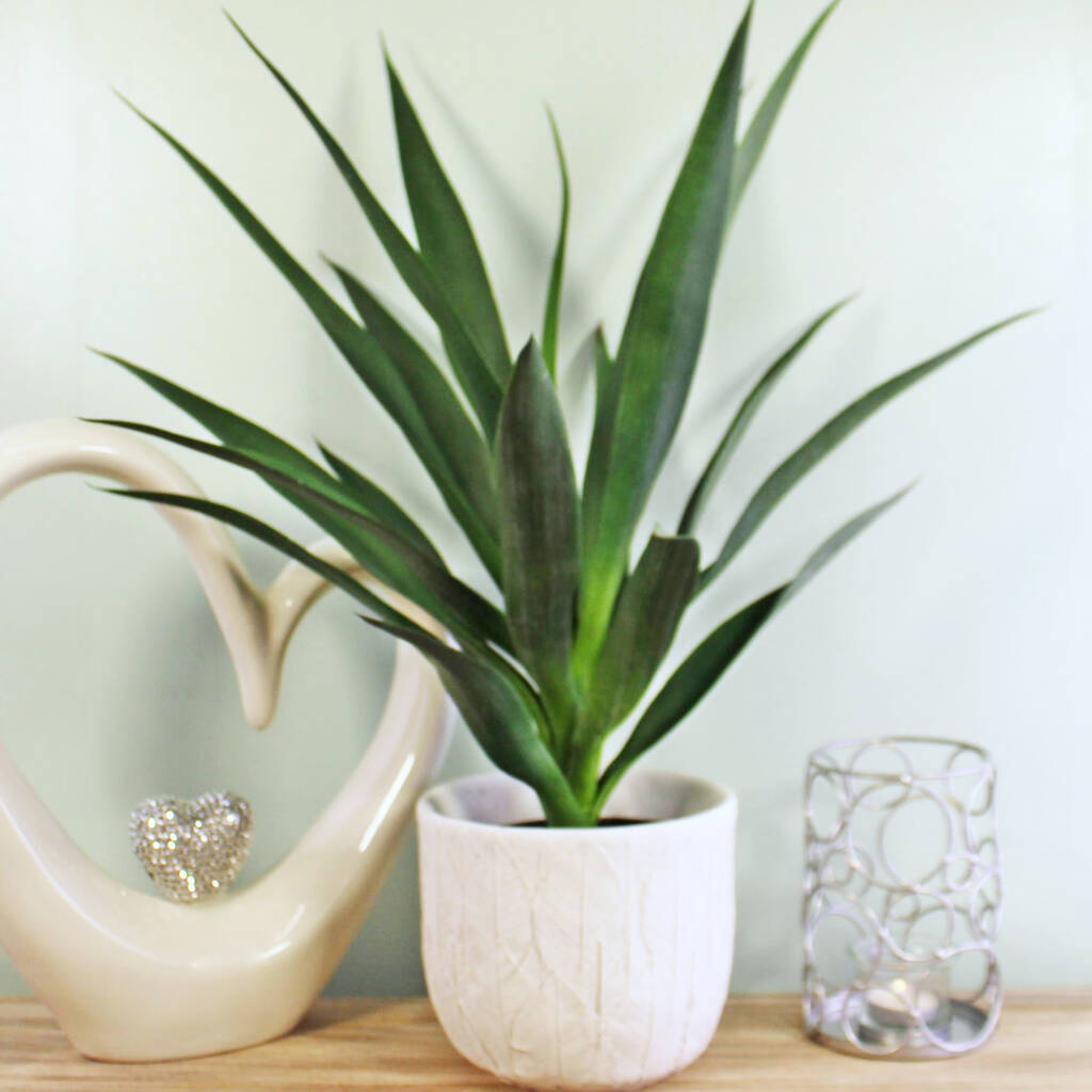 Artificial Yucca Tree Faux Indoor House Plants By The Happy Place