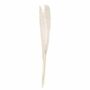 Pampas Grass Stems 90 Cm Bleached Or Natural, thumbnail 4 of 5