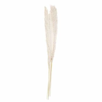Pampas Grass Stems 90 Cm Bleached Or Natural, 4 of 5