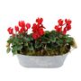 Cyclamen Floral Planted Trough – Autumn Winter Display, thumbnail 4 of 9