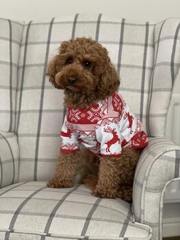 Dog Christmas Pyjamas, 6 of 9