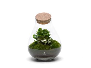 Assembled Terrarium With UK Delivery | 'Madrid', 5 of 5