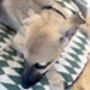 Olive Diamond Piped Dog Bed, thumbnail 7 of 7