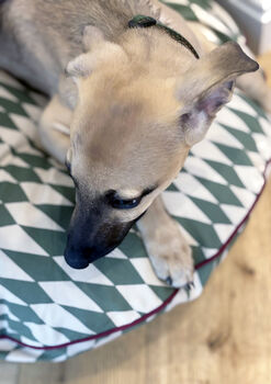Olive Diamond Piped Dog Bed, 7 of 7