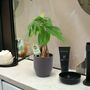 Pachira Money Tree With Braided Trunk – 12cm Pot, thumbnail 11 of 12