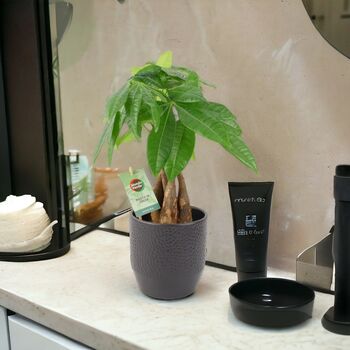 Pachira Money Tree With Braided Trunk – 12cm Pot, 11 of 12