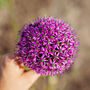 Spring Bulbs Allium 'Globemaster' 12 X Bulb Pack, thumbnail 6 of 6